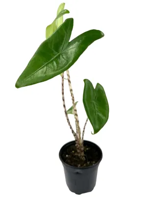 4” Alocasia Zebrina