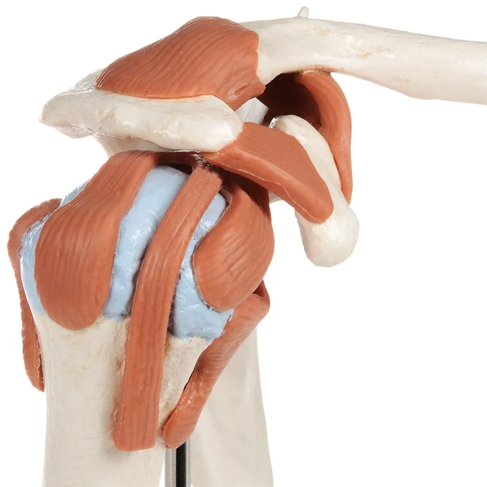 Deluxe Functional Shoulder Joint Model