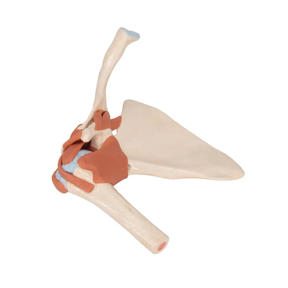 Deluxe Functional Shoulder Joint Model