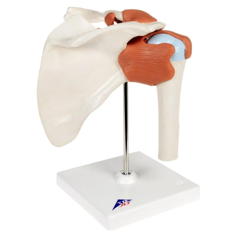 Deluxe Functional Shoulder Joint Model