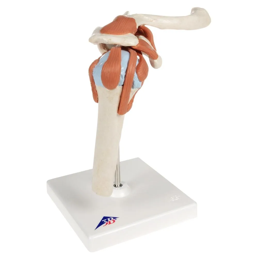 Deluxe Functional Shoulder Joint Model