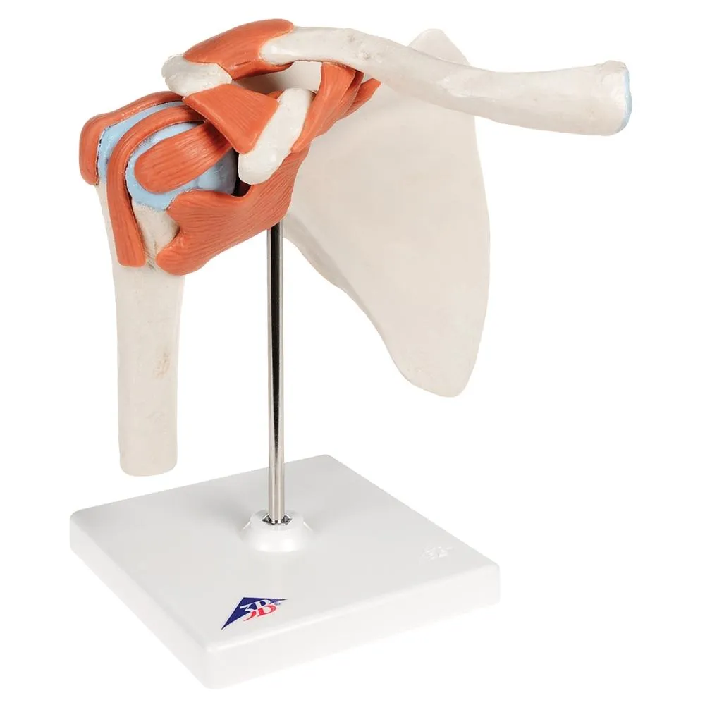 Deluxe Functional Shoulder Joint Model