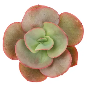 Echeveria 'Big Red'