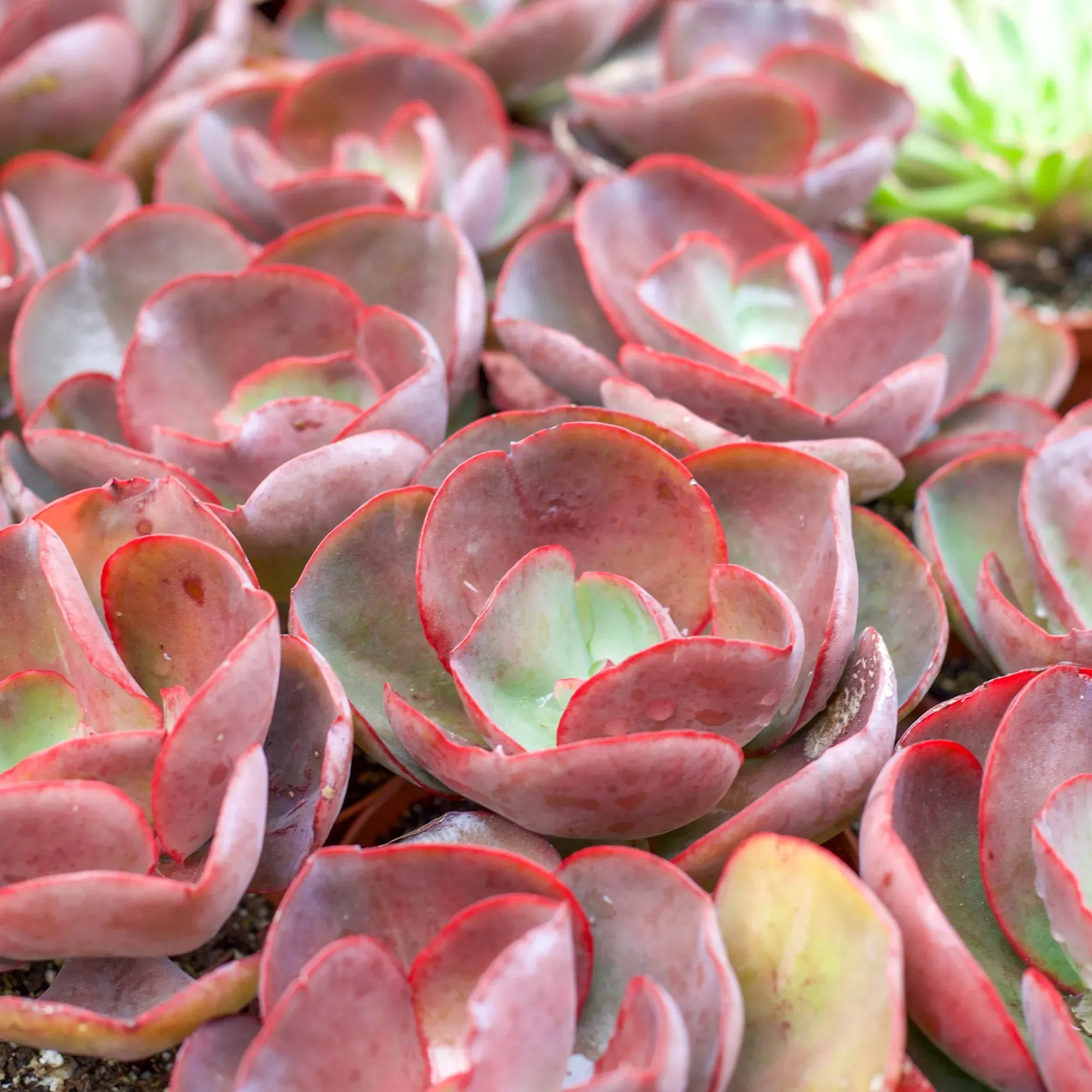 Echeveria 'Big Red'