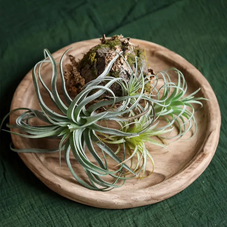 Paulownia Wooden Home Tray